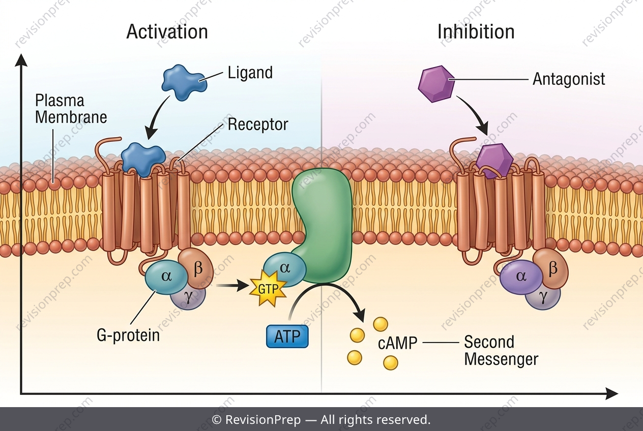 Biology: One Molecular Block, One Silent Alarm