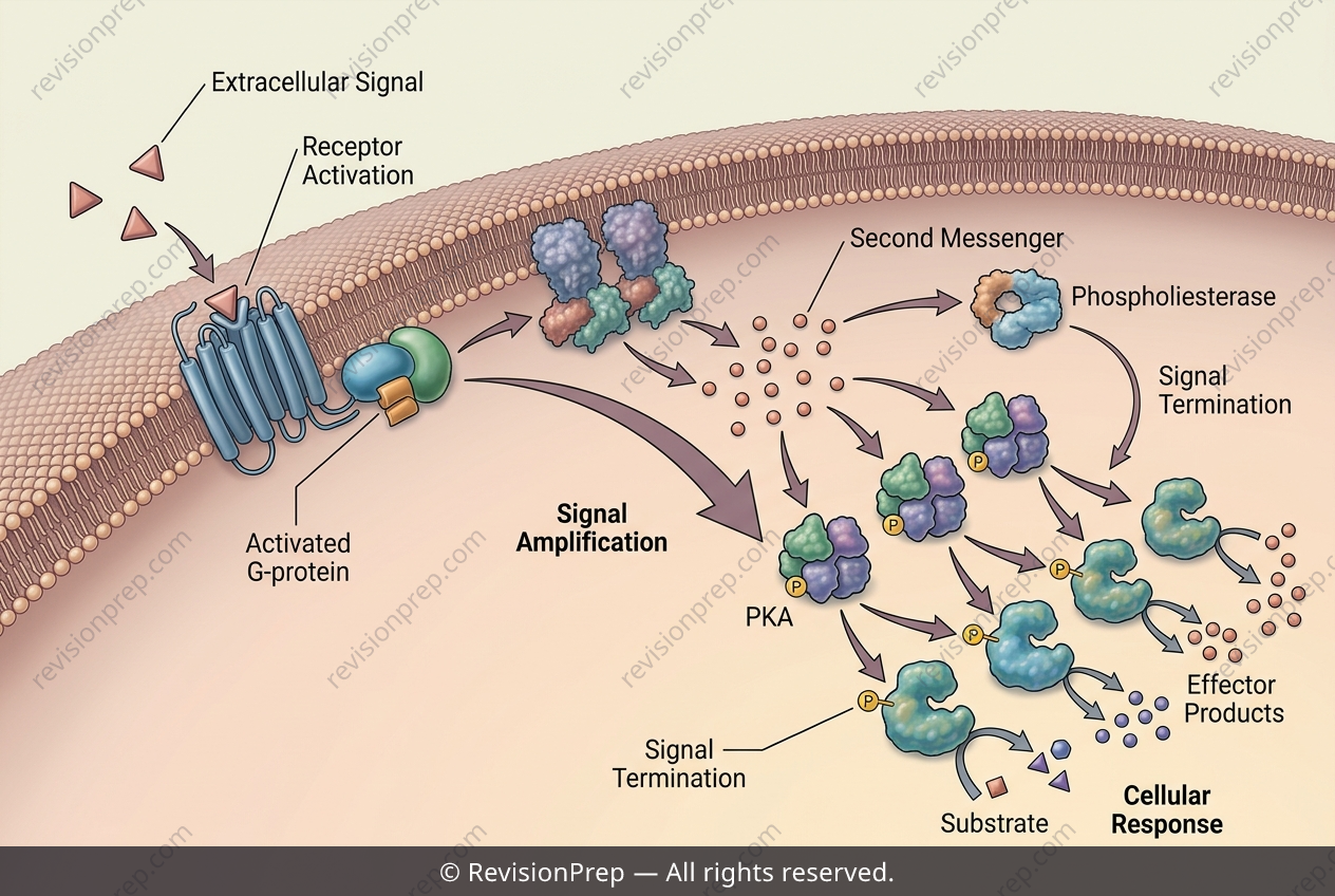 Biology: Amplification, Then the Brake