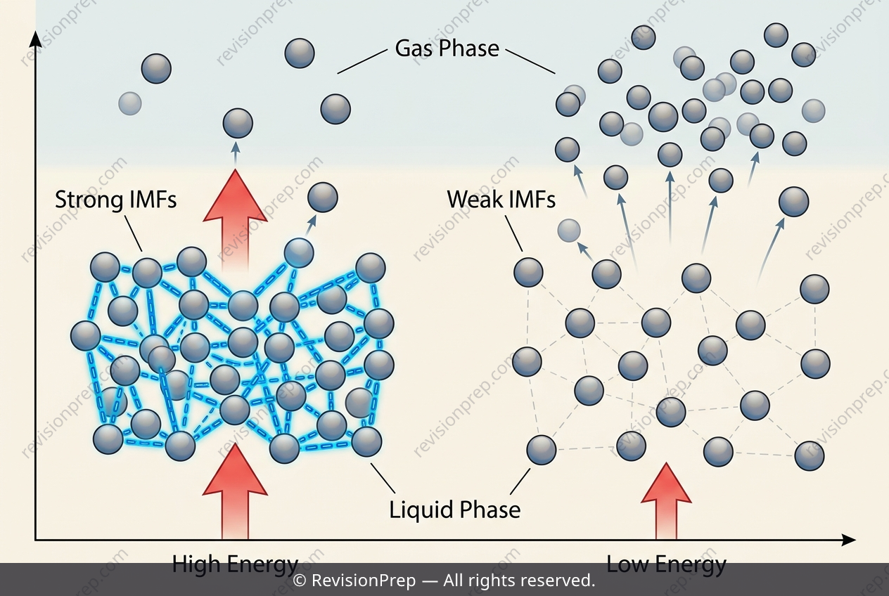 Chemistry: How Intermolecular Forces Set Boiling Points